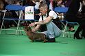 Crufts2011_2 648